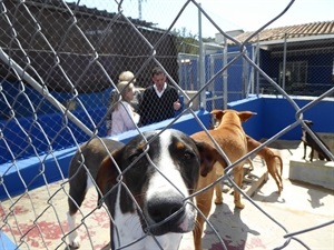 738 perros fueron abandonados en La Nucía en 2018