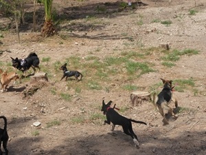 Este parque can es la zona recreativa canina más grande de La Nucía